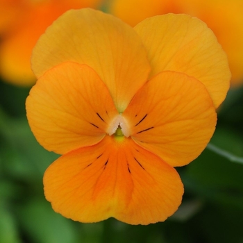 Viola cornuta 'Sorbet® XP 'Orange' - Viola