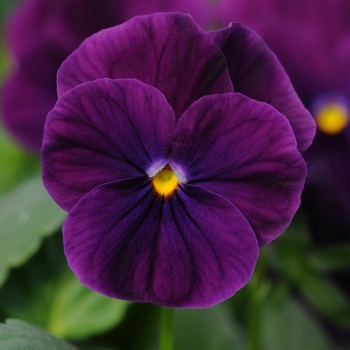 Viola cornuta 'Sorbet® XP 'Purple' - Viola
