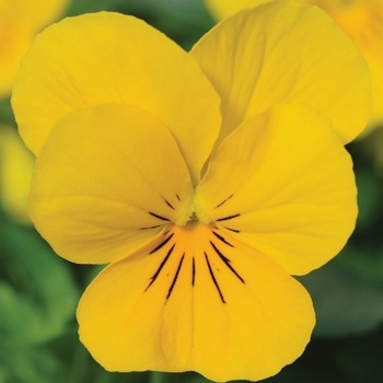 Viola cornuta 'Sorbet® XP 'Yellow' - Viola
