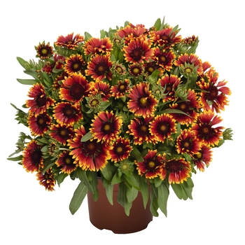 Gaillardia aristata 'Spintop Orange Halo' - Blanket Flower
