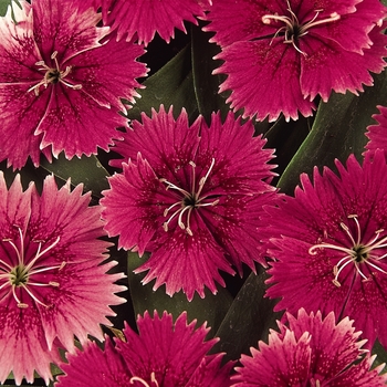 Dianthus hybrid 'Ideal Select Raspberry' - Pinks