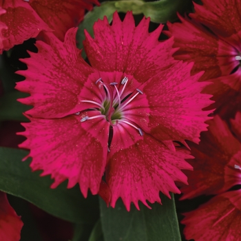 Dianthus hybrid 'Ideal Select Red' - Pinks