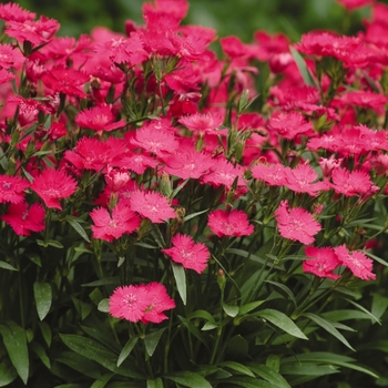 Dianthus hybrid 'Ideal Select Rose' - Pinks