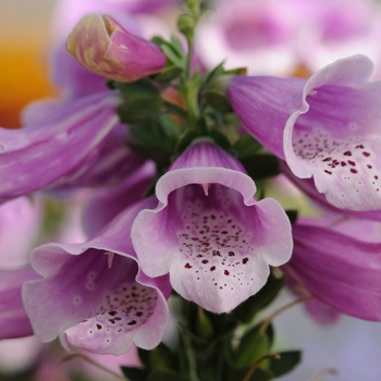 Digitalis purpurea 'Dalmatian Rose' - Dalmatian Foxglove