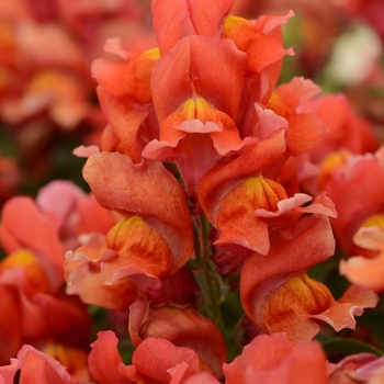 Antirrhinum majus 'Snapshot Orange' - Dwarf Garden Snapdragon