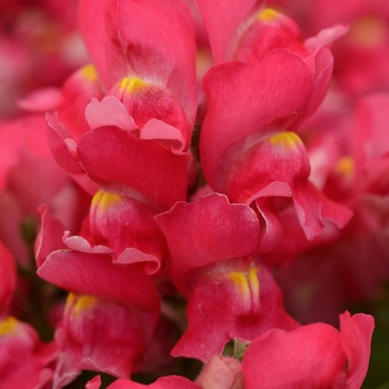 Antirrhinum majus 'Snapshot Rose' - Dwarf Garden Snapdragon