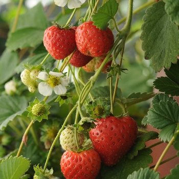 Fragaria - Strawberry