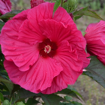 Hibiscus - 'Summer in Paradise' Rose Mallow