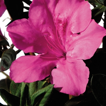 Rhododendron (Azalea) - Encore&reg; 'Autumn Sangria&reg;'