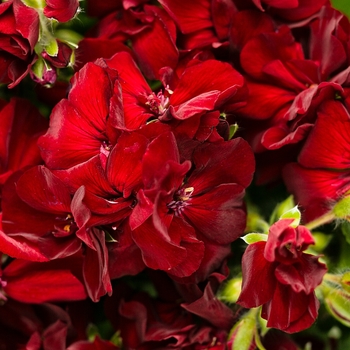 Pelargonium (Interspecific Geranium) - Boldly&reg; 'Burgundy'