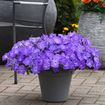 Petunia - Easy Wave&reg; 'Lavender Sky Blue'