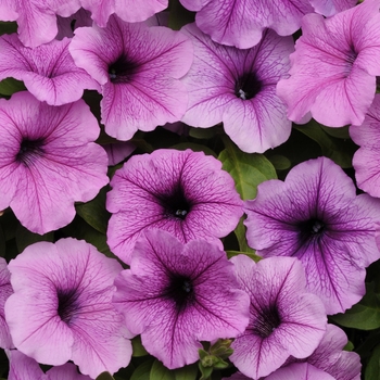 Petunia - Easy Wave&reg; 'Plum Vein'