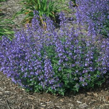 Nepeta x faassenii - 'Junior Walker&trade;' Catmint