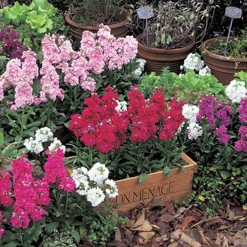 Matthiola Incana - Stock Harmony