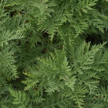 Artemisia gmelinii - SunFern&trade; Arcadia