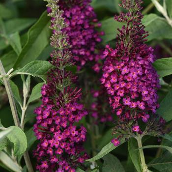 Buddleia davidii (Butterfly Bush) - Chrysalis&trade; 'Cranberry'