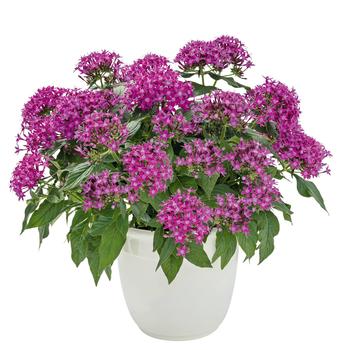 Pentas lanceolata (Star Flower) - Graffiti&reg; 'Ultra Violet'