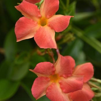 Mandevilla (Dipladenia) - Diamantina™ 'Coral Orange Sunrise' Mandevilla (Dipladenia) - Diamantina™ 'Coral Orange Sunrise'