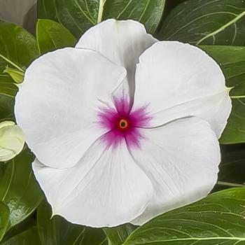 Catharanthus roseus (Vinca) - Polka Dot Periwinkle 