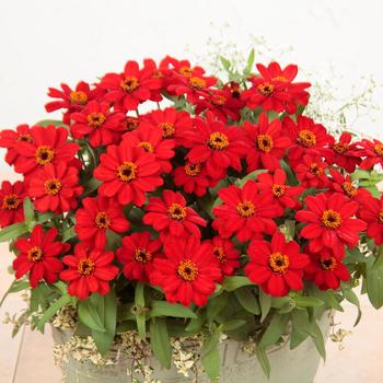 Zinnia - 'Profusion Red' Zinnia Zinnia - 'Profusion Red' Zinnia