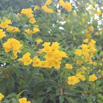 Yellow Esperanza