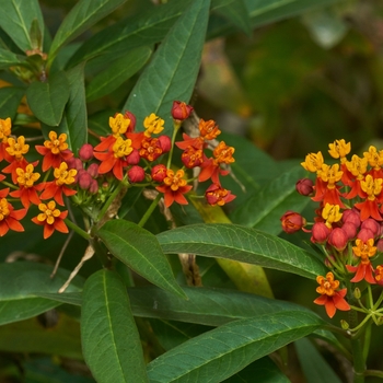 Asclepias tuberosa 'Red Butterfly' - Butterfly Milkweed