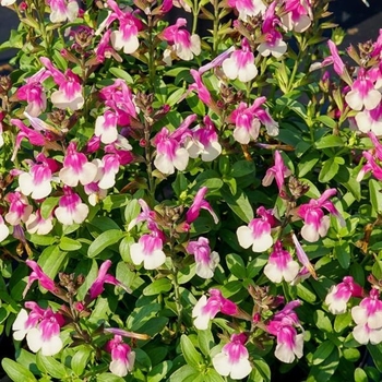 Salvia Greggi Mirage - Rose Bicolor