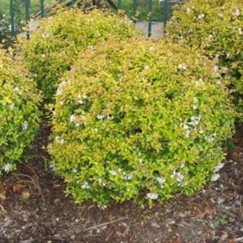 Abelia x grandiflora - Gold Abelia