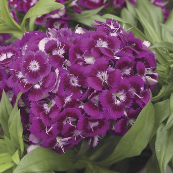 Dwarf Sweet William - Dianthus barbatus Barbarini Purple