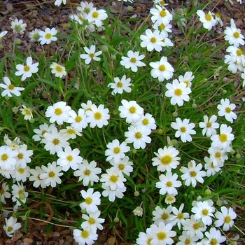 Melampodium Leucanthum - Blackfoot Daisy