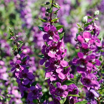 Angelonia angustifolia - Purple Angelonia Serena