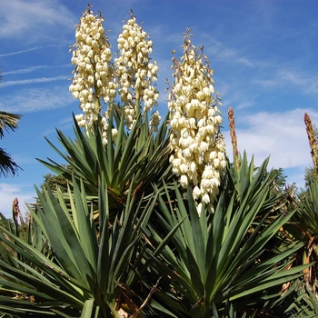Yucca recurvifolia - Soft Leaf Yucca