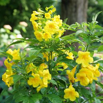 Tecoma - Chicklet&reg; Gold Esperanza