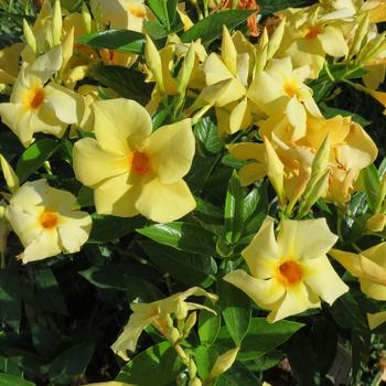 Mandevilla - Sun Parasol® Original XP 'Sunbeam' Mandevilla - Sun Parasol® Original XP 'Sunbeam'
