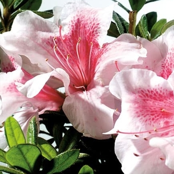 Rhododendron Hybrid ‘Robled’ - Autumn Chiffon