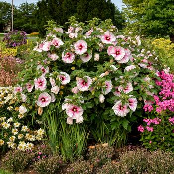 Hibiscus - 'Angel Eyes' Rose Mallow
