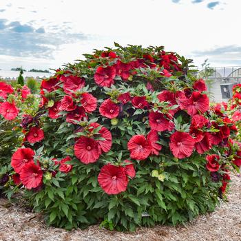 Hibiscus - 'Blackberry Merlot' Rose Mallow