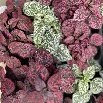 Hypoestes phyllostachya (Polka Dot Plant) - Hippo® Mix