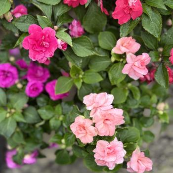 Impatiens walleriana (Double Impatiens) - Rockapulco&reg; Mixture