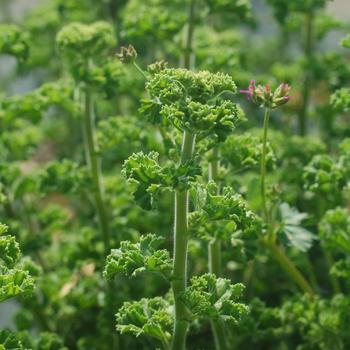 Pelargonium crispum - Scented Geranium
