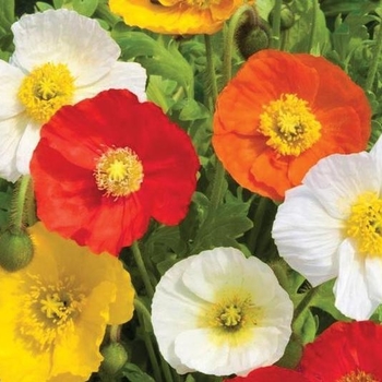 Papaver nudicaule - 'Garden Gnome' Iceland Poppy