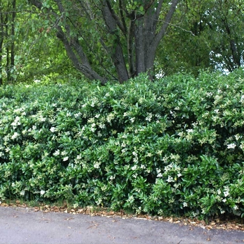 Ligustrum japonicum - Waxleaf Ligustrum