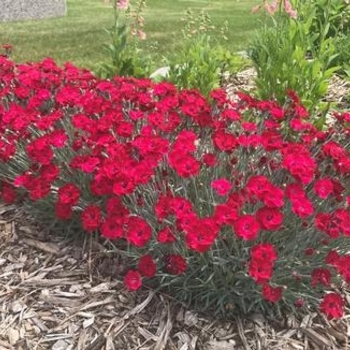 Dianthus - Mountain Frost™ 'Red Garnet' Dianthus - Mountain Frost™ 'Red Garnet'