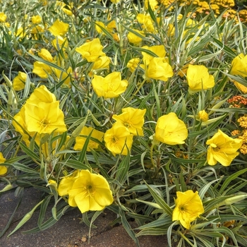 Oenothera missouriensis - Evening Primrose 'Evening Sun' Oenothera missouriensis - Evening Primrose 'Evening Sun'