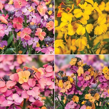Multiple Varieties - Erysimum (Wallflower)