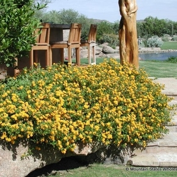 Lantana camara - 'New Gold' Lantana