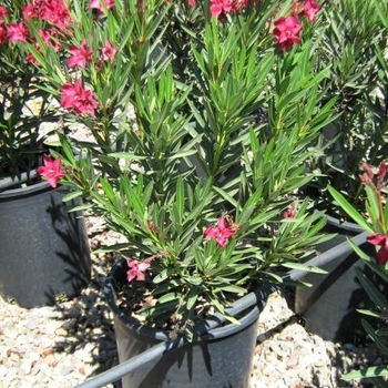 Nerium oleander - Red Oleander