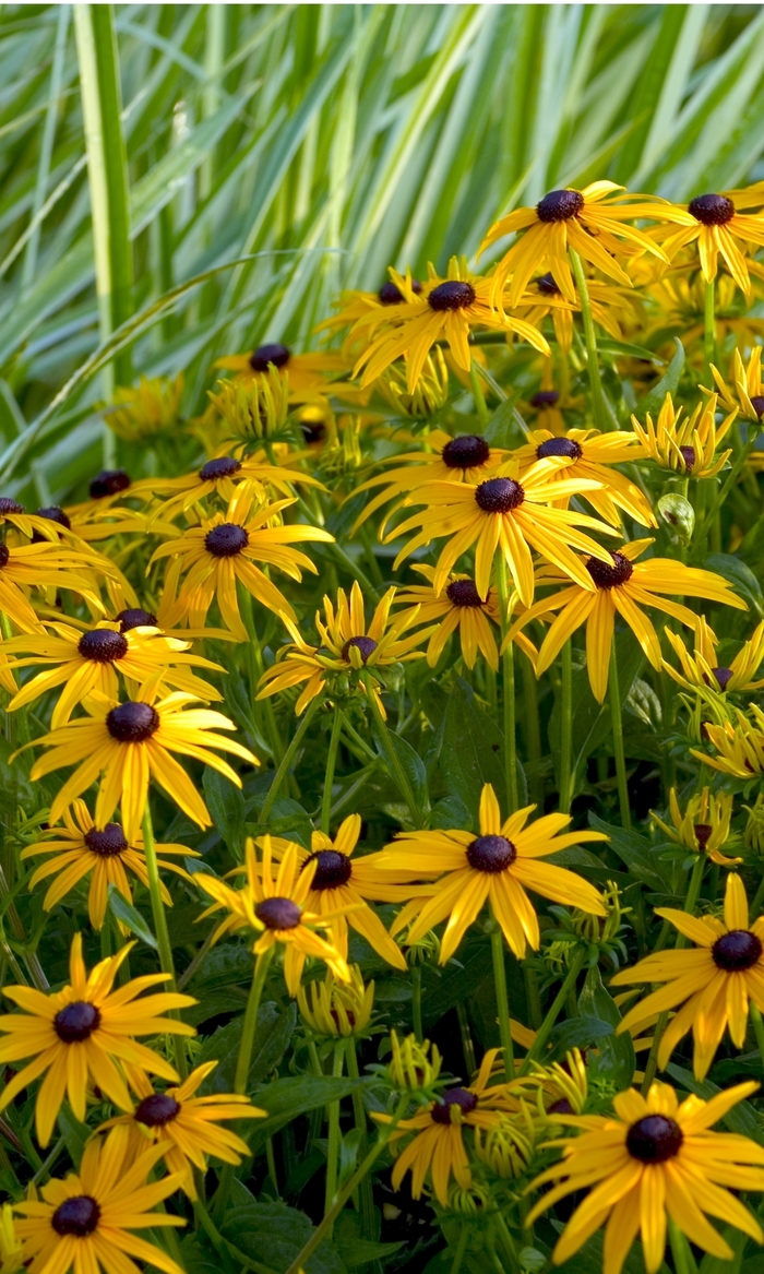 'Goldsturm' Black Eyed Susan - Rudbeckia fulgida from Wilson Farms Inc