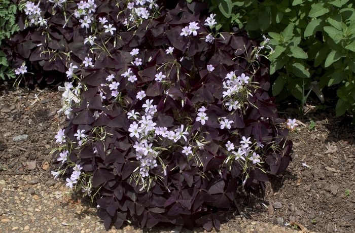 Shamrock - Oxalis triangularis from Wilson Farms Inc