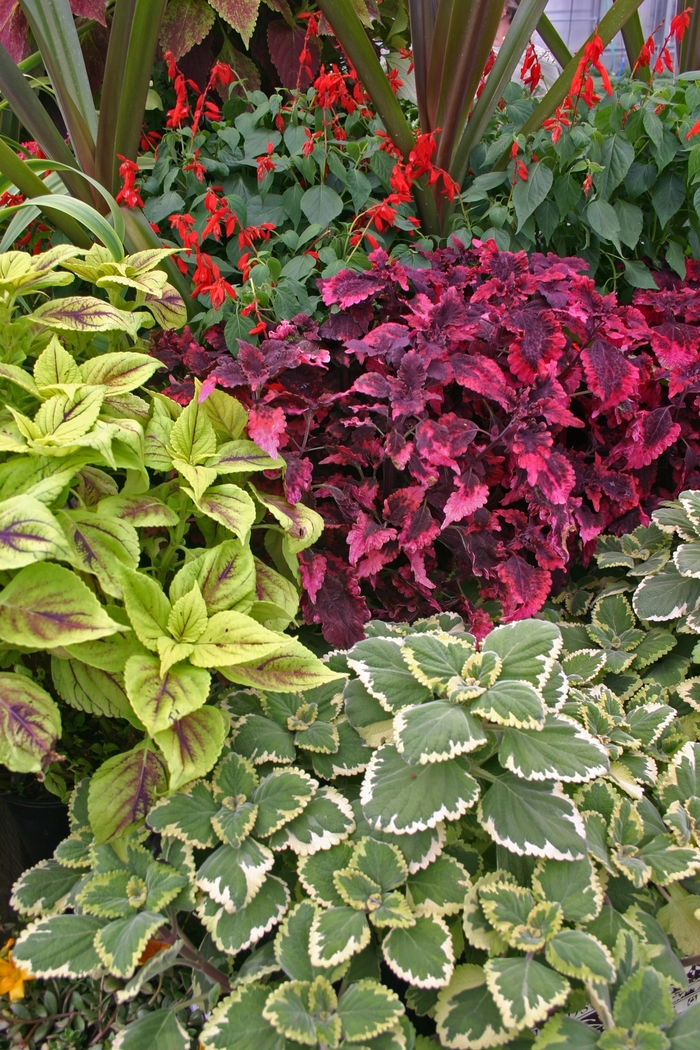 Coleus ‘Wizard’ Series – Assorted - coleus from Wilson Farms Inc